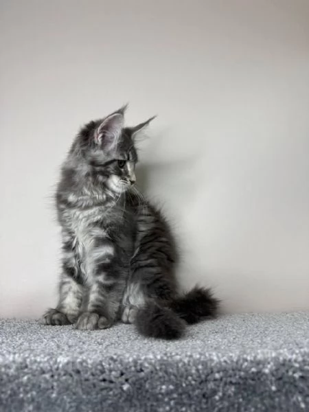 Gatti maine coon!!
