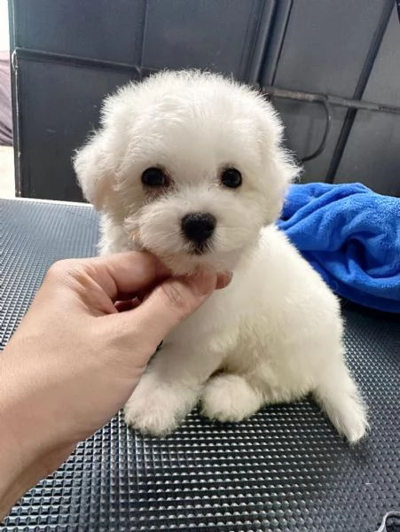 Due cuccioli di Barboncina toy 