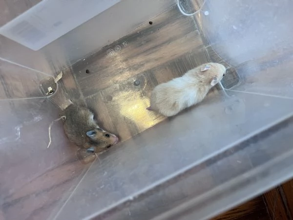 piccoli di criceto dorato  | Foto 0