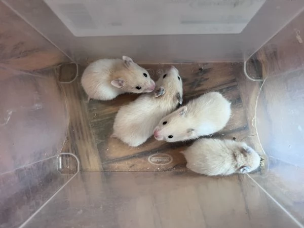 piccoli di criceto dorato 