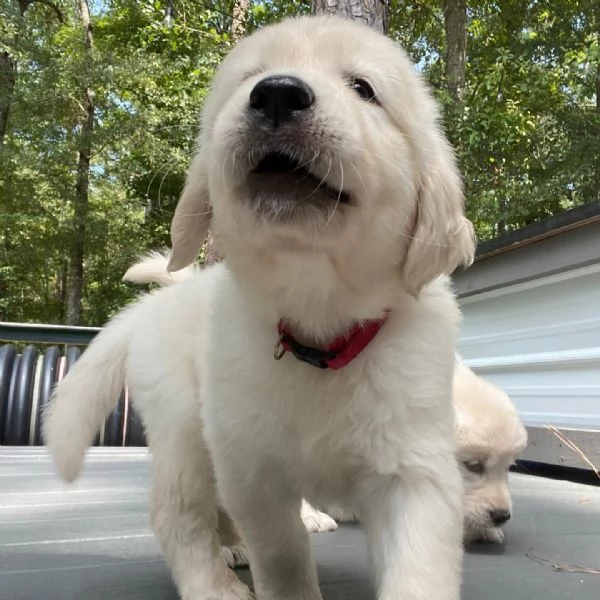 Disponibili cuccioli di Golden Retriever.