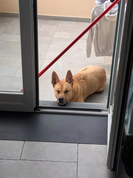 Cerco nuova famiglia per TYSON – 7 anni, IMPERIA | Foto 0