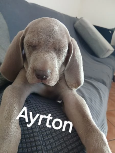 Si cedono Splendidi cuccioli weimaraner grigio argento 