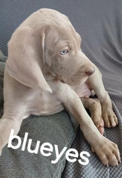 Si cedono Splendidi cuccioli weimaraner grigio argento  | Foto 7