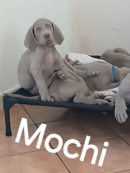 Si cedono Splendidi cuccioli weimaraner grigio argento  | Foto 6