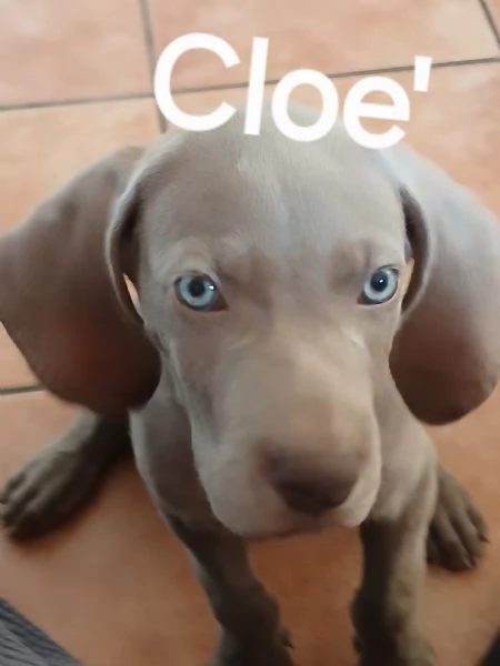 Si cedono Splendidi cuccioli weimaraner grigio argento  | Foto 5