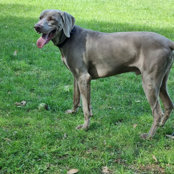 Si cedono Splendidi cuccioli weimaraner grigio argento  | Foto 2