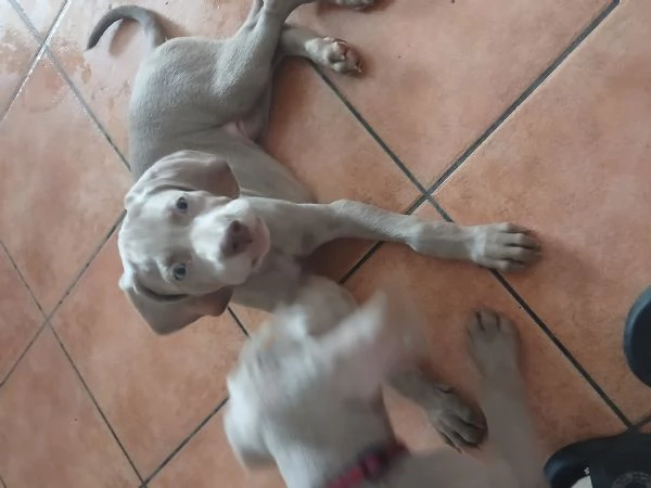Si cedono Splendidi cuccioli weimaraner grigio argento  | Foto 3