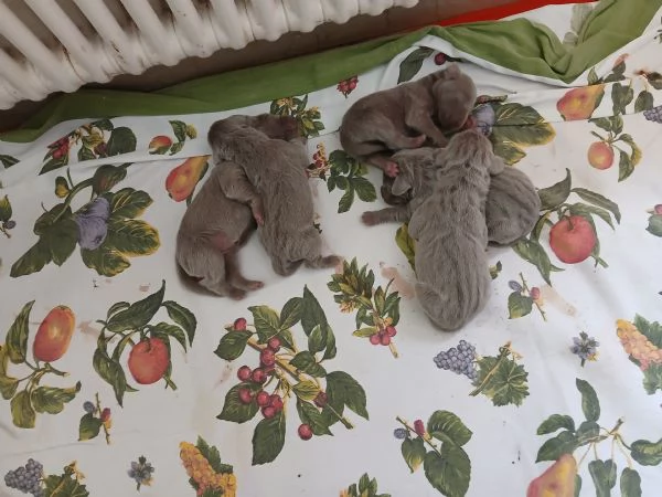 Si cedono Splendidi cuccioli weimaraner grigio argento  | Foto 1