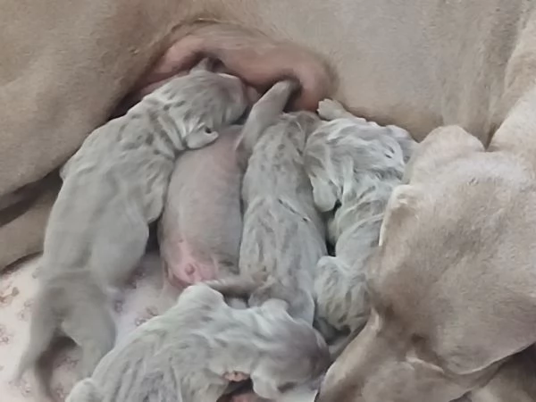 Si cedono Splendidi cuccioli weimaraner grigio argento  | Foto 0