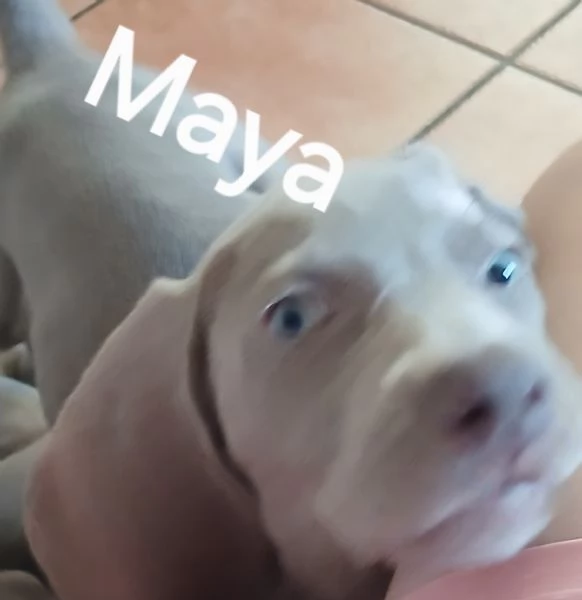 Si cedono Splendidi cuccioli weimaraner grigio argento  | Foto 0