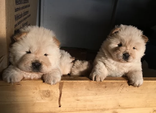 ~~adorabili cuccioli di chow chow femminucce e maschietti disponibili . i cuccioli sono vaccinati sv | Foto 1