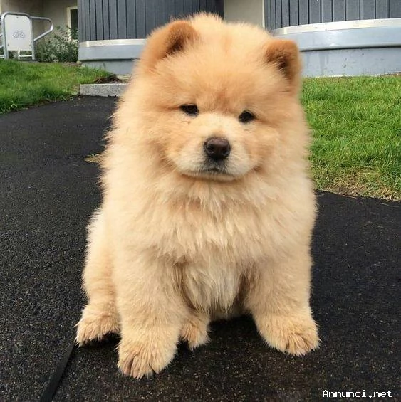 ~~adorabili cuccioli di chow chow femminucce e maschietti disponibili . i cuccioli sono vaccinati sv | Foto 0