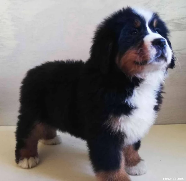 ~~~~~Vendita splendidi e maestosi cuccioli bovaro del bernese | Foto 2