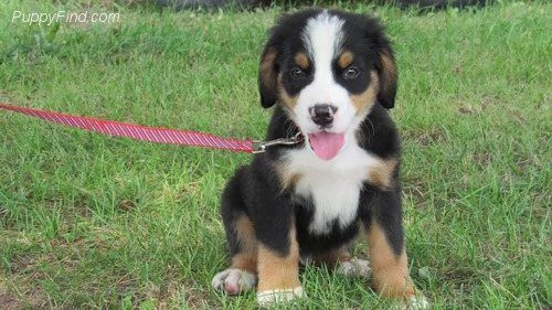 ~~~~~Vendita splendidi e maestosi cuccioli bovaro del bernese | Foto 1