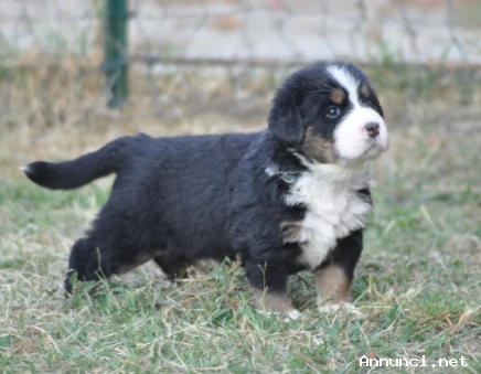 ~~~~~Vendita splendidi e maestosi cuccioli bovaro del bernese | Foto 0