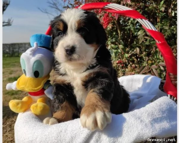 ~~~~~Vendita splendidi e maestosi cuccioli bovaro del bernese