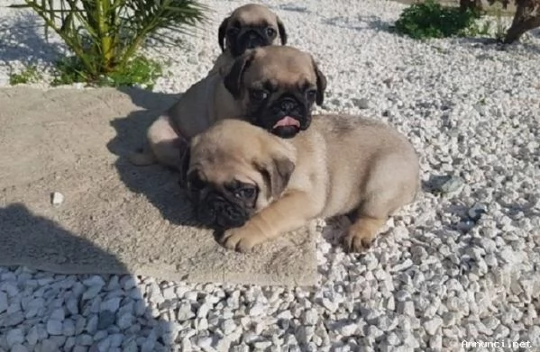 ~!!~~Disponibili cuccioli di carlino registrati | Foto 1