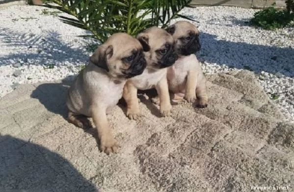 ~!!~~Disponibili cuccioli di carlino registrati | Foto 0
