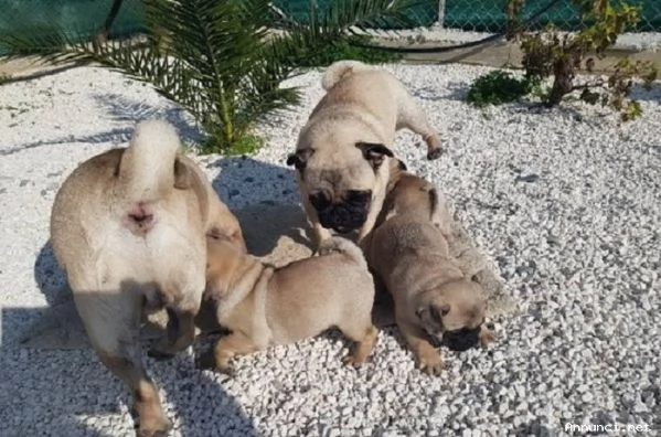 ~!!~~Disponibili cuccioli di carlino registrati