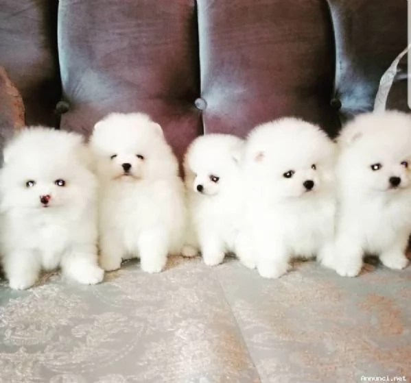 ~~~Disponibili cuccioli di Pomerania | Foto 2