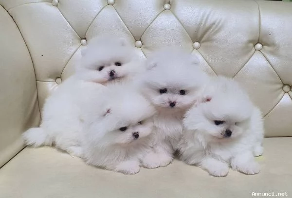 ~~~Disponibili cuccioli di Pomerania | Foto 1