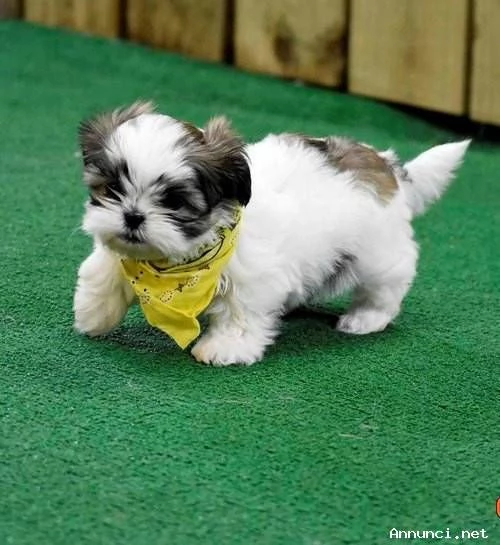 ~~~~~Disponibili cuccioli di Shih Tzu sani | Foto 1