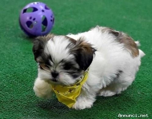 ~~~~~Disponibili cuccioli di Shih Tzu sani | Foto 0