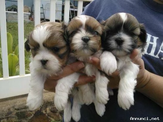 ~~~~~Disponibili cuccioli di Shih Tzu sani