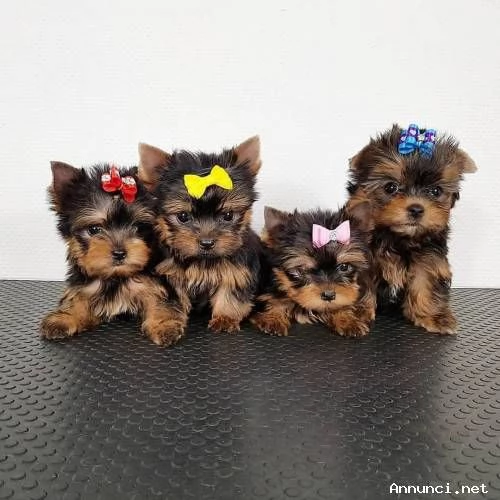 ~~~~Cuccioli di Yorkshire Terrier in vendita