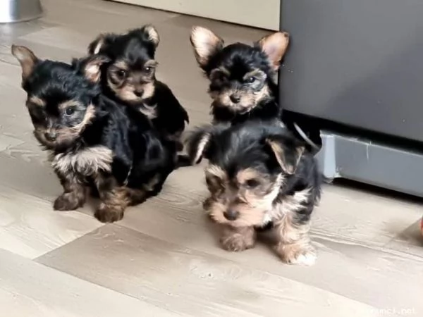 ~~~~Cuccioli di Yorkshire Terrier in vendita | Foto 2