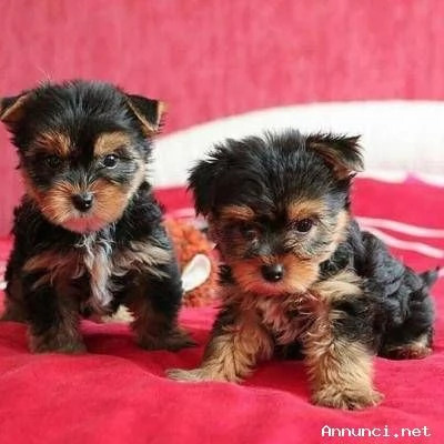 ~~~~Cuccioli di Yorkshire Terrier in vendita | Foto 1