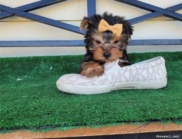 ~~~~Cuccioli di Yorkshire Terrier in vendita | Foto 0