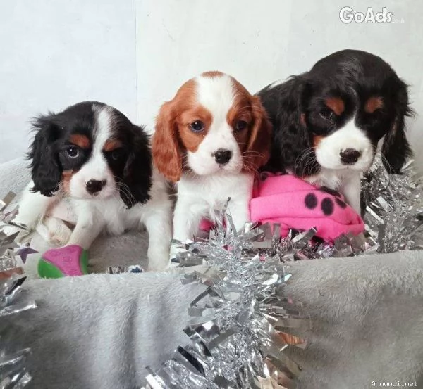 ~~~~Cuccioli di Cavalier King Charles Spaniel | Foto 1