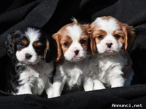 ~~~~Cuccioli di Cavalier King Charles Spaniel | Foto 0