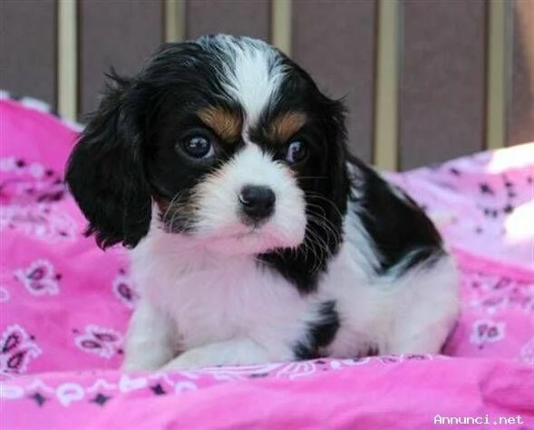 ~~~~Cuccioli di Cavalier King Charles Spaniel