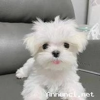 ~~~~Cuccioli maltesi bianchi