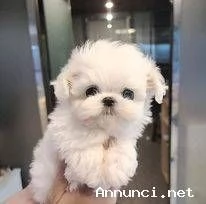~~~~Cuccioli maltesi bianchi | Foto 2