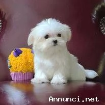 ~~~~Cuccioli maltesi bianchi | Foto 1
