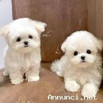 ~~~~Cuccioli maltesi bianchi | Foto 0