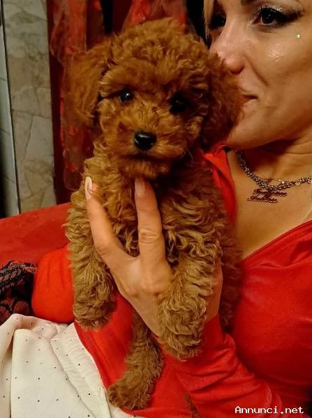 ~~~~BARBONCINI TOY RED | Foto 2