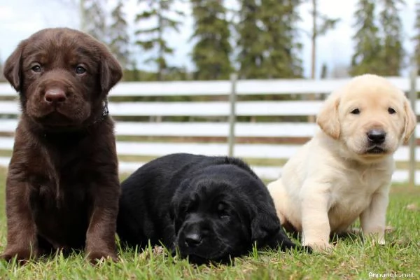 ~!!~!Disponibili cuccioli di labrador retriever. | Foto 1