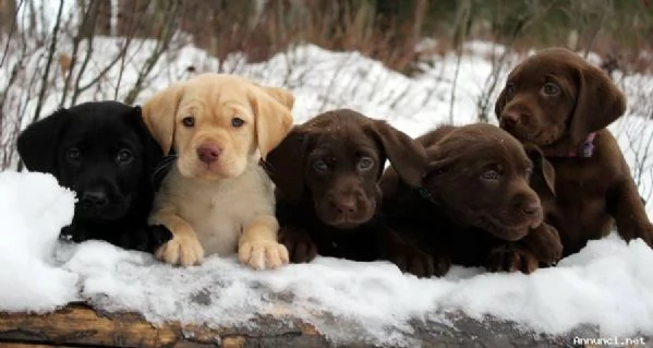 ~!!~!Disponibili cuccioli di labrador retriever. | Foto 0