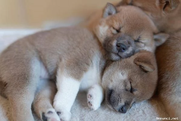 ~~~~Cuccioli Shiba Inu ora disponibili | Foto 1