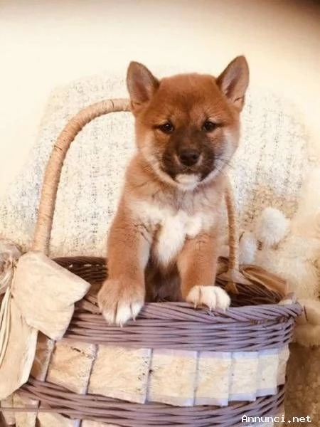 ~~~~Cuccioli Shiba Inu ora disponibili | Foto 0