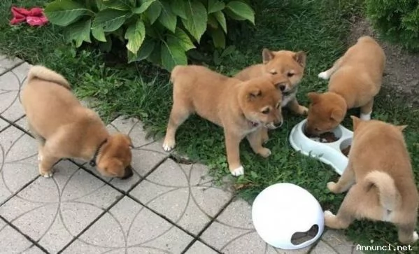 ~~~~Cuccioli Shiba Inu ora disponibili