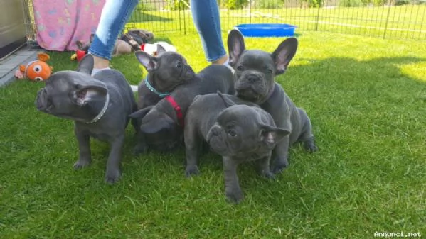 ~~~~Cuccioli di Bulldog francese in vendita | Foto 2