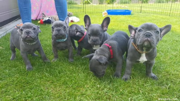 ~~~~Cuccioli di Bulldog francese in vendita | Foto 1
