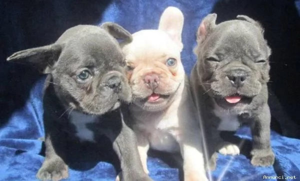 ~~~~Cuccioli di Bulldog francese in vendita | Foto 0