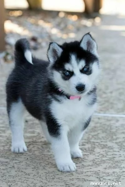 [hidden] Siberian Husky di colore bianco/nero/grigio e con stupendi occhi | Foto 1